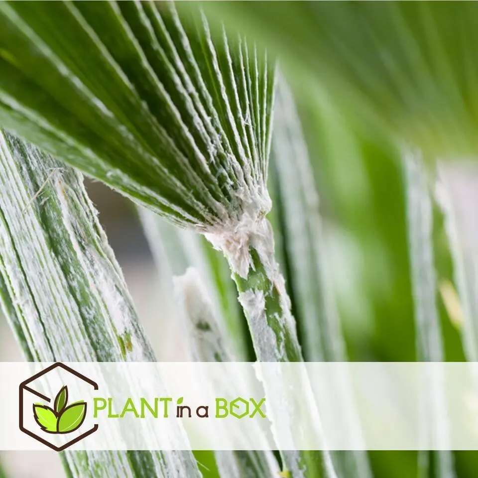 Tuinpalm - Set van 6 - Phoenix Chamaerops Washingtonia - Hoogte 50-70cm - ⌀15cm