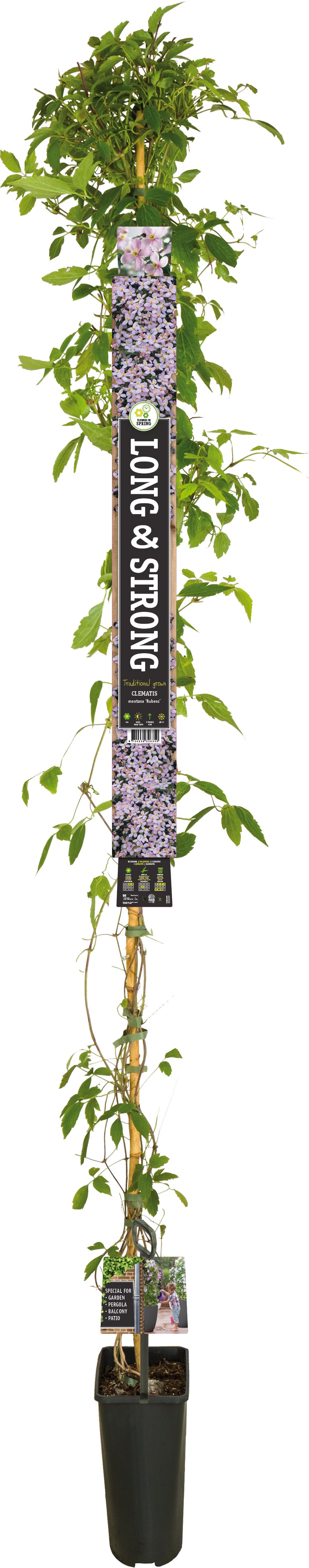 Bosrank (Clematis montana 'Rubens') D 23 H 210 cm