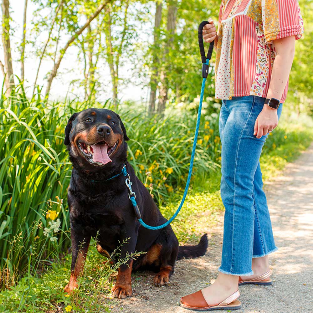 Collier semi-étranglé pour chiens sport extreme cs13/60, longe en nylon robuste, ajustable, azur-bleu