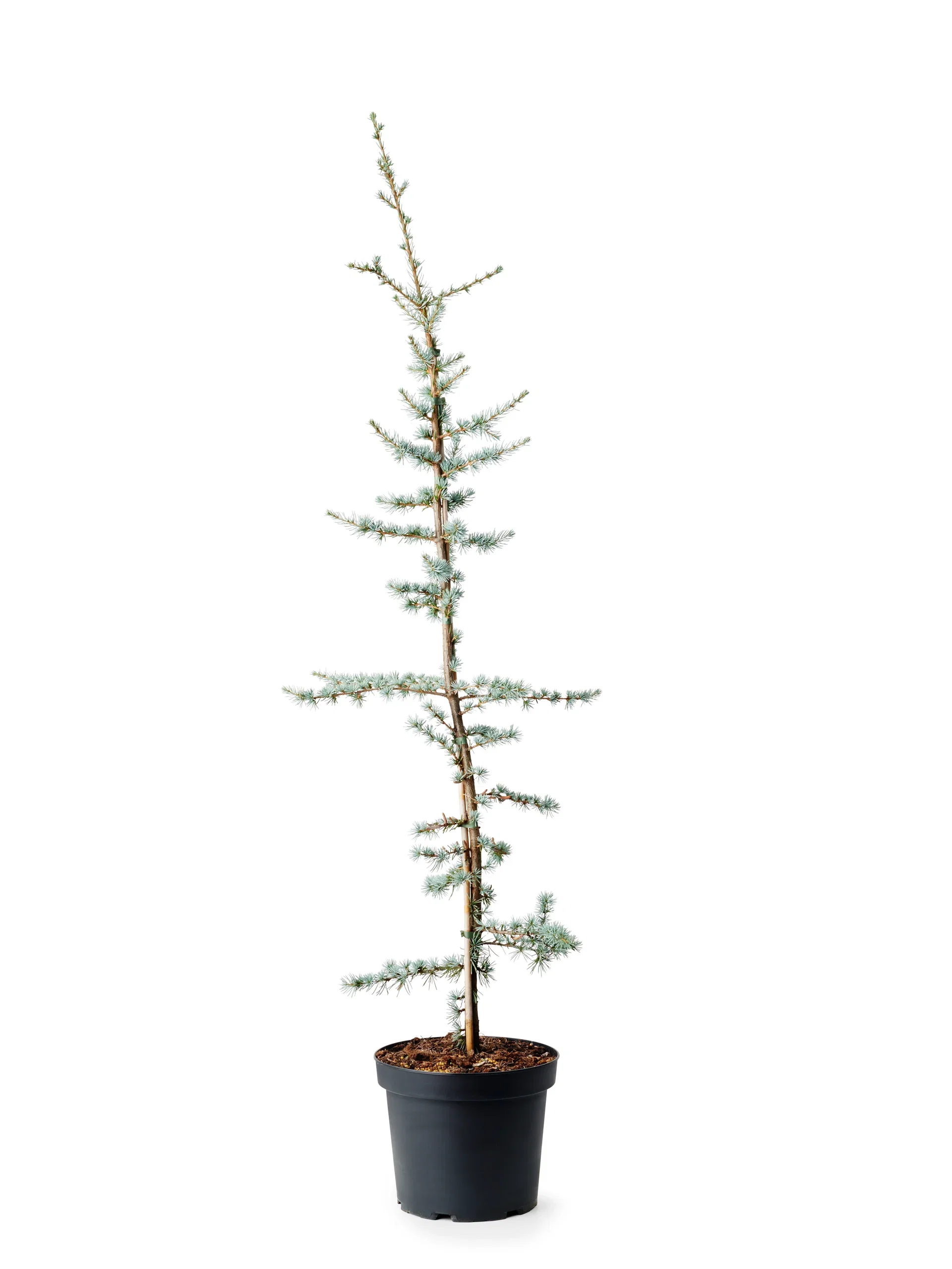 Cedrus libani 'Glauca' Atlasseder Høyde 90 cm