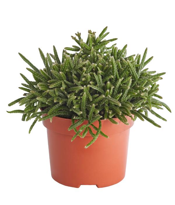 Korallenkaktus - Rhipsalis cassutha,