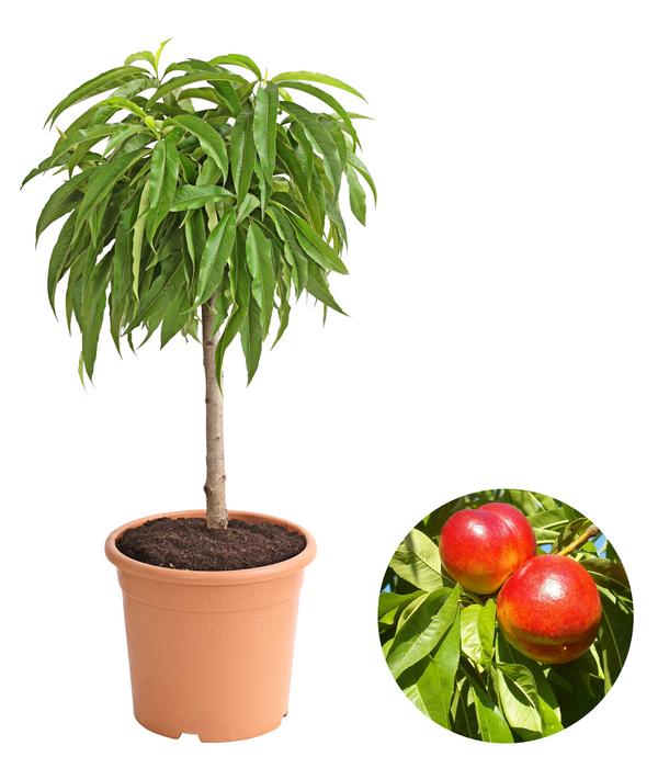 Zwergnektarine 'Rubis Necta Zee'