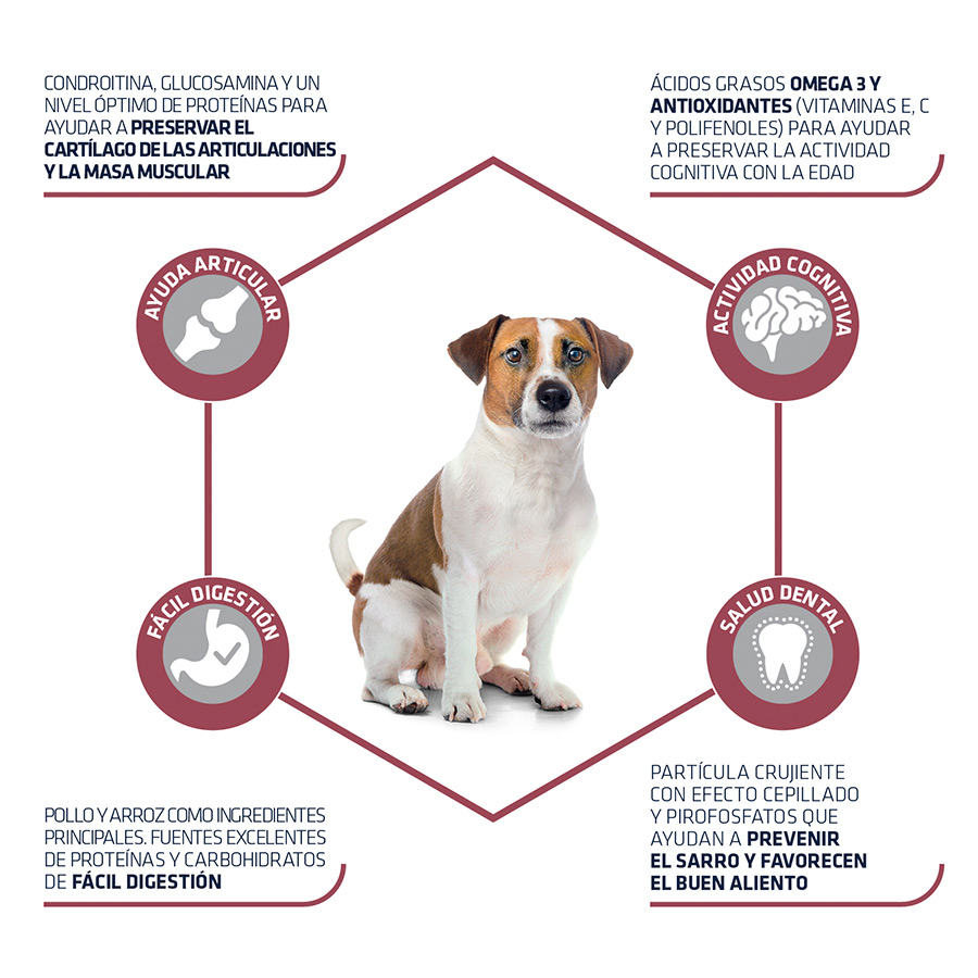 Ração Advance Senior Mini +8 para cães, sabor Frango e Arroz