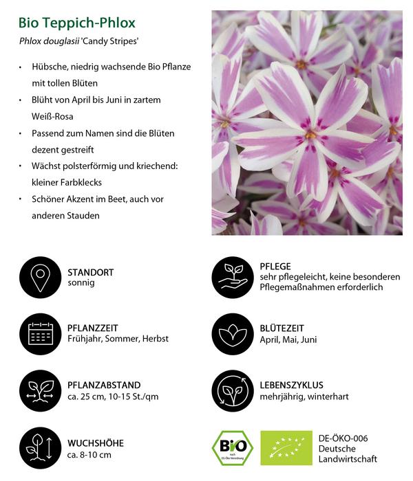 Bio Teppich-Phlox 'Candy Stripes'