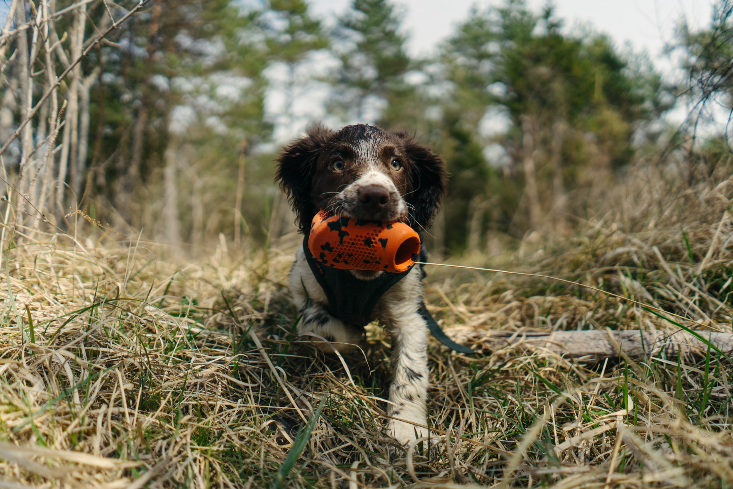 Kjøp Non-Stop Dogwear Dog throw toyfra Hekta på tur!