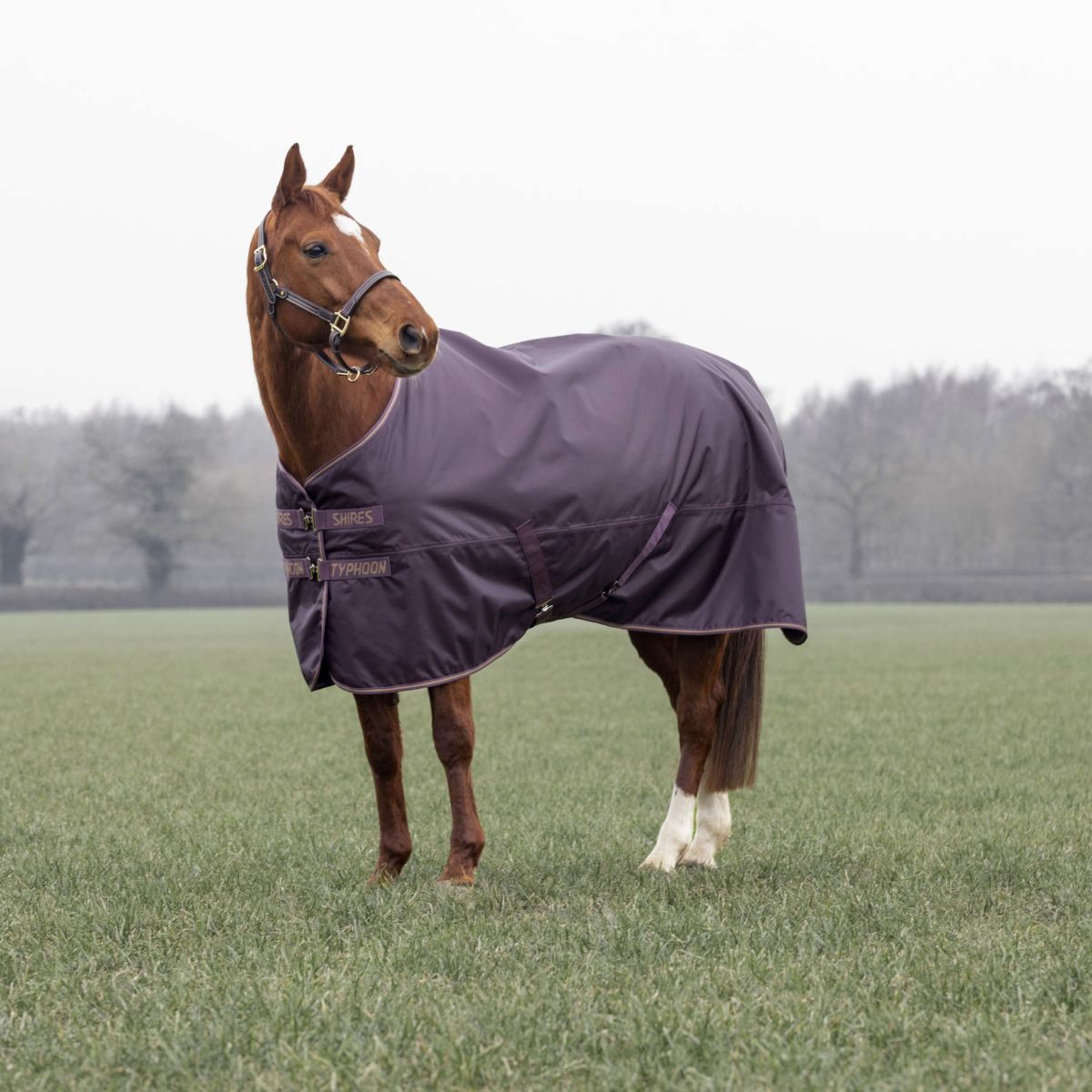 Tempest Winterdeken Turnout Typhoon 100g Black Cherry