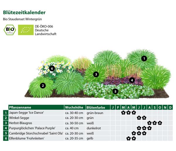 Bio Stauden-Set Wintergrün, 18-teilig
