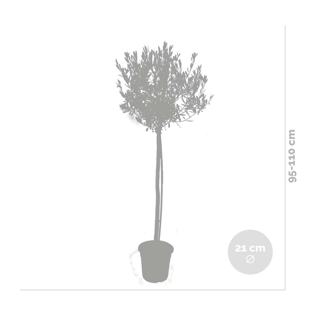 Olea europaea - olivier sur tronc - arbre méditerranéen - rustique - ⌀21 cm - ↕95-110 cm