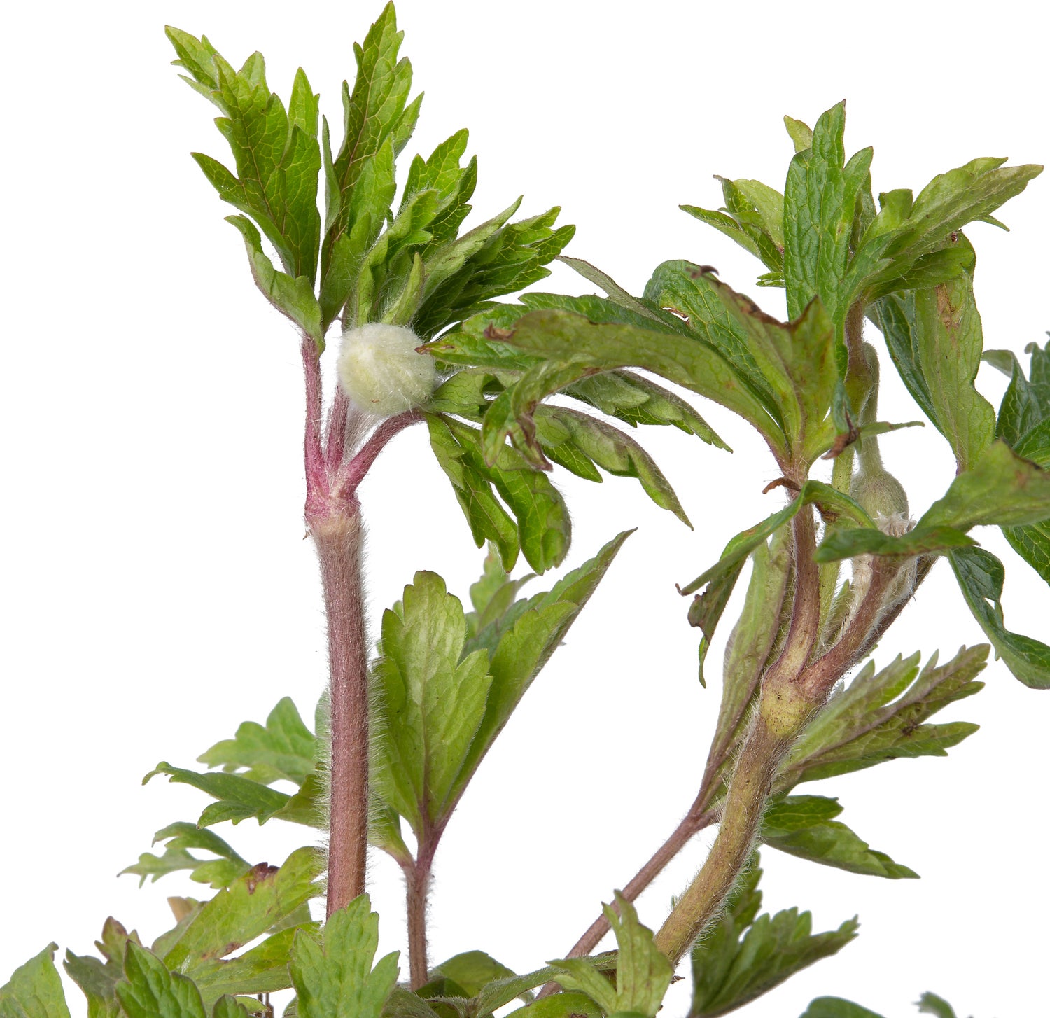 Anemoon (Anemone sylvestris) D 9 H 10 cm