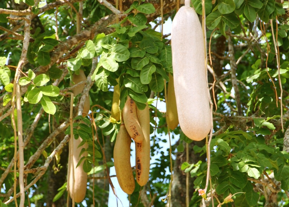 Arbre à saucisses - 10 graines - avec substrat - kigelia pinnata var. Africana