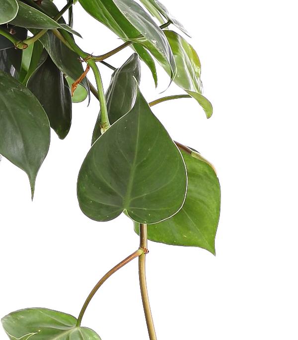 Baumfreund - Philodendron scandens, Ampel