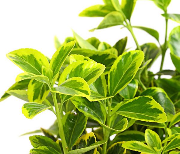 Japanischer Spindelstrauch 'Aureomarginatus'