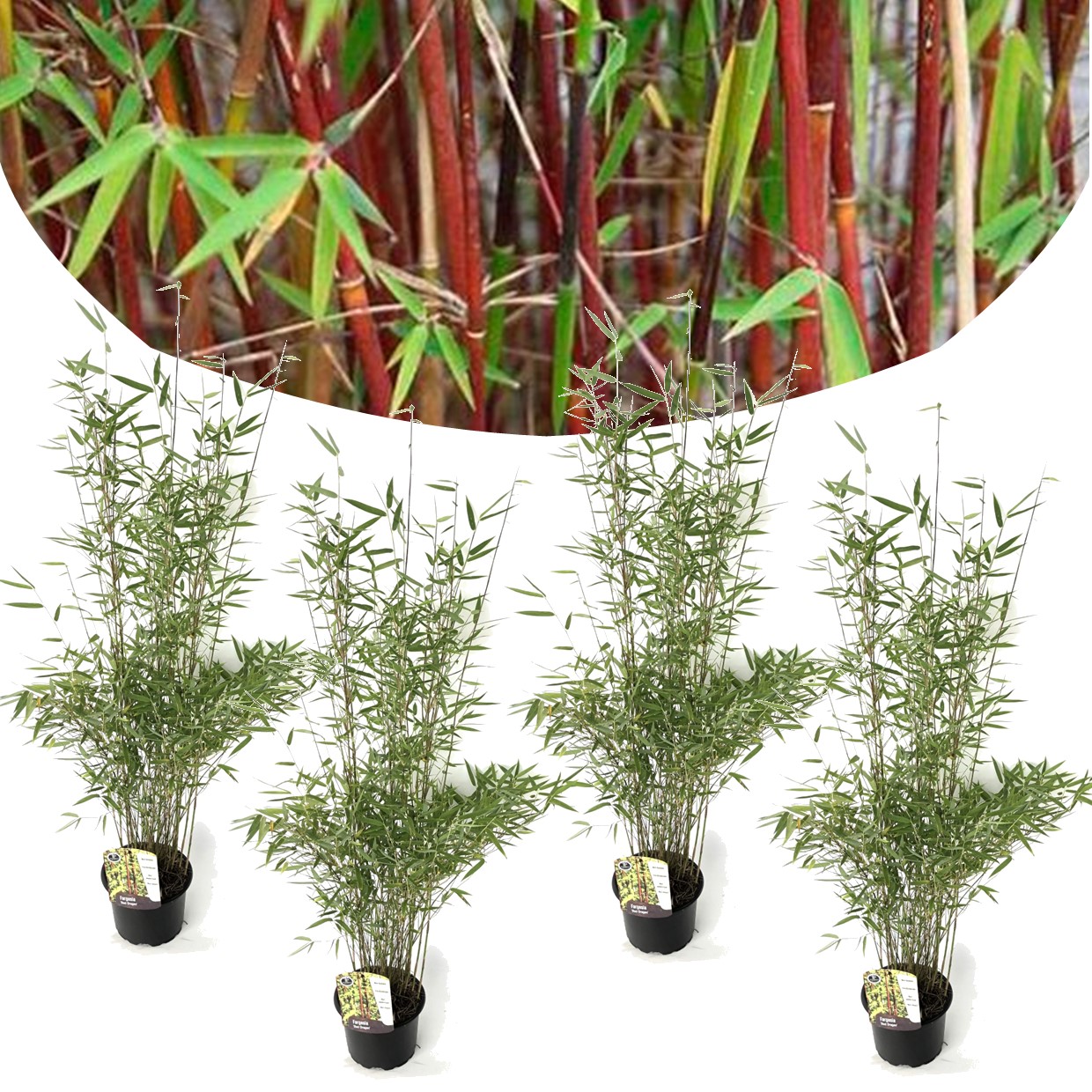 4 fargesia red dragon - bambou rouge et non invasif - pot 17cm - hauteur 60-80cm