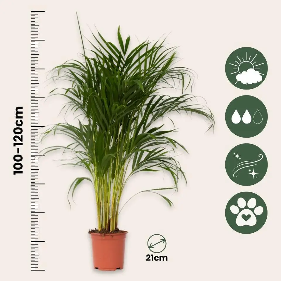 Areca goudpalm - Dypsis lutescens - Hoogte 100-120cm - ⌀21cm