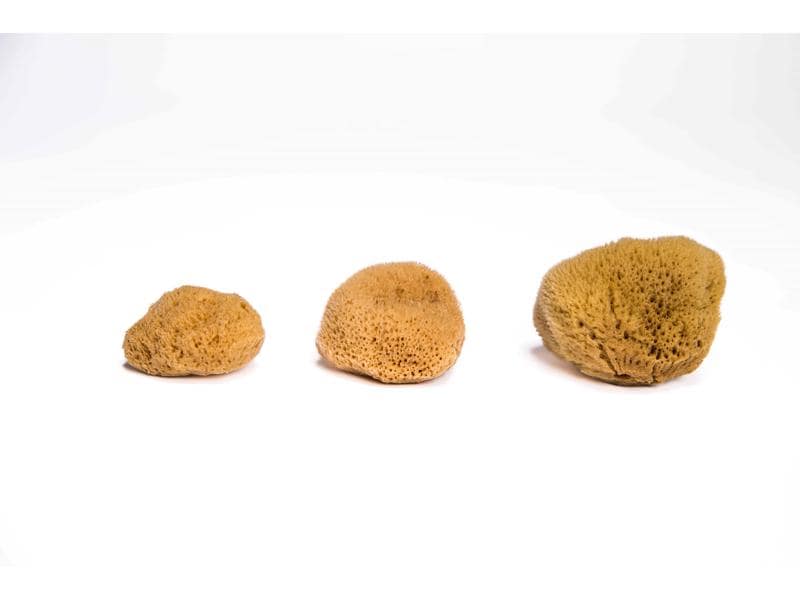 Hera Organics Menstruationsschwamm Grösse M 3 Stück Zero Waste Naturschwamm für die Periode im 3er Set aus «Die Höhle der Löwen»