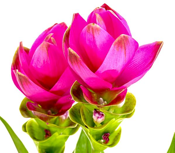 Indische Safranwurz - Curcuma alismatifolia