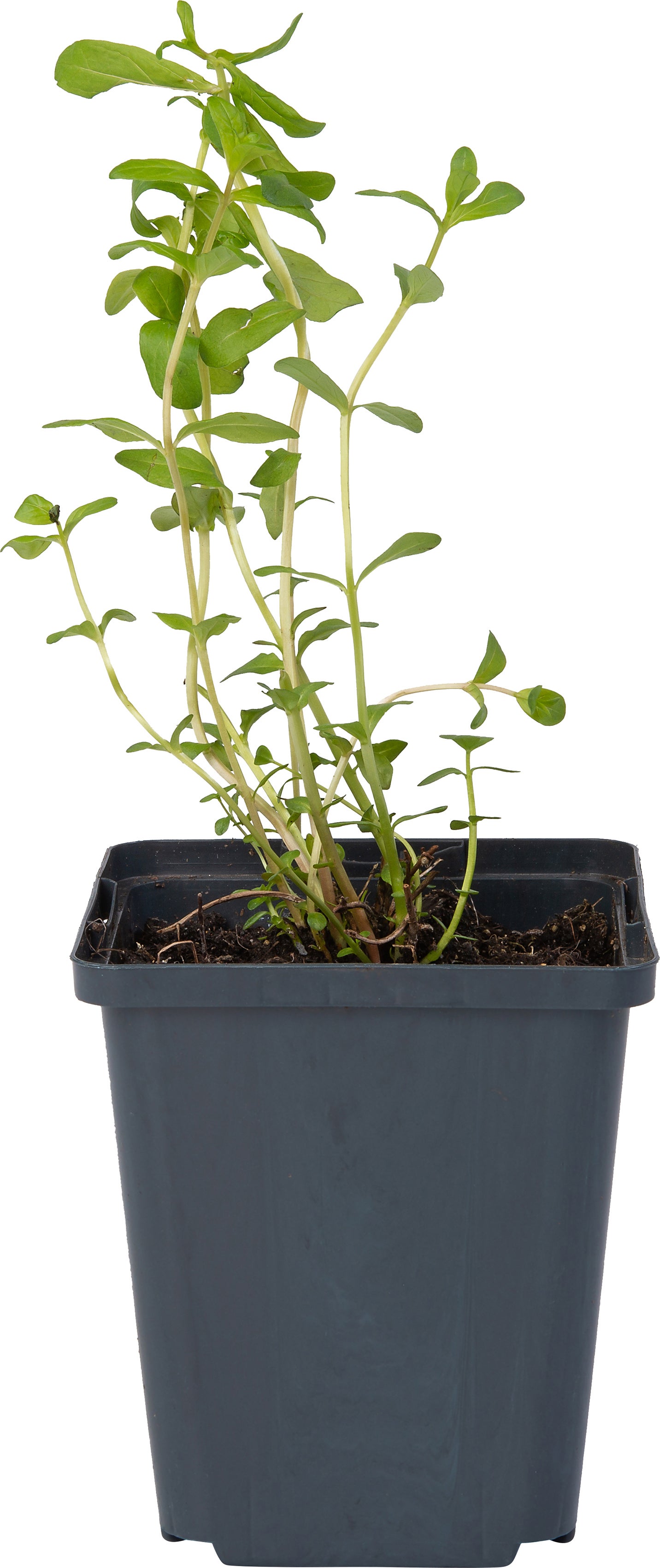Grote Kattenstaart (Lythrum salicaria) D 9 H 20 cm