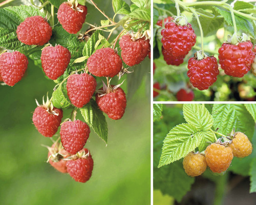 Biologische frambozen trio espalier FloraSelf Biologische Rubus idaeus H 50-60 cm Co 6 L, 3 verschillende soorten, gele en rode bessen, vormt uitlopers