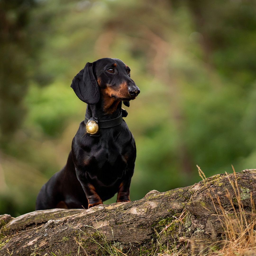 Orbiloc Sicherheitslicht Dog Dual Gold