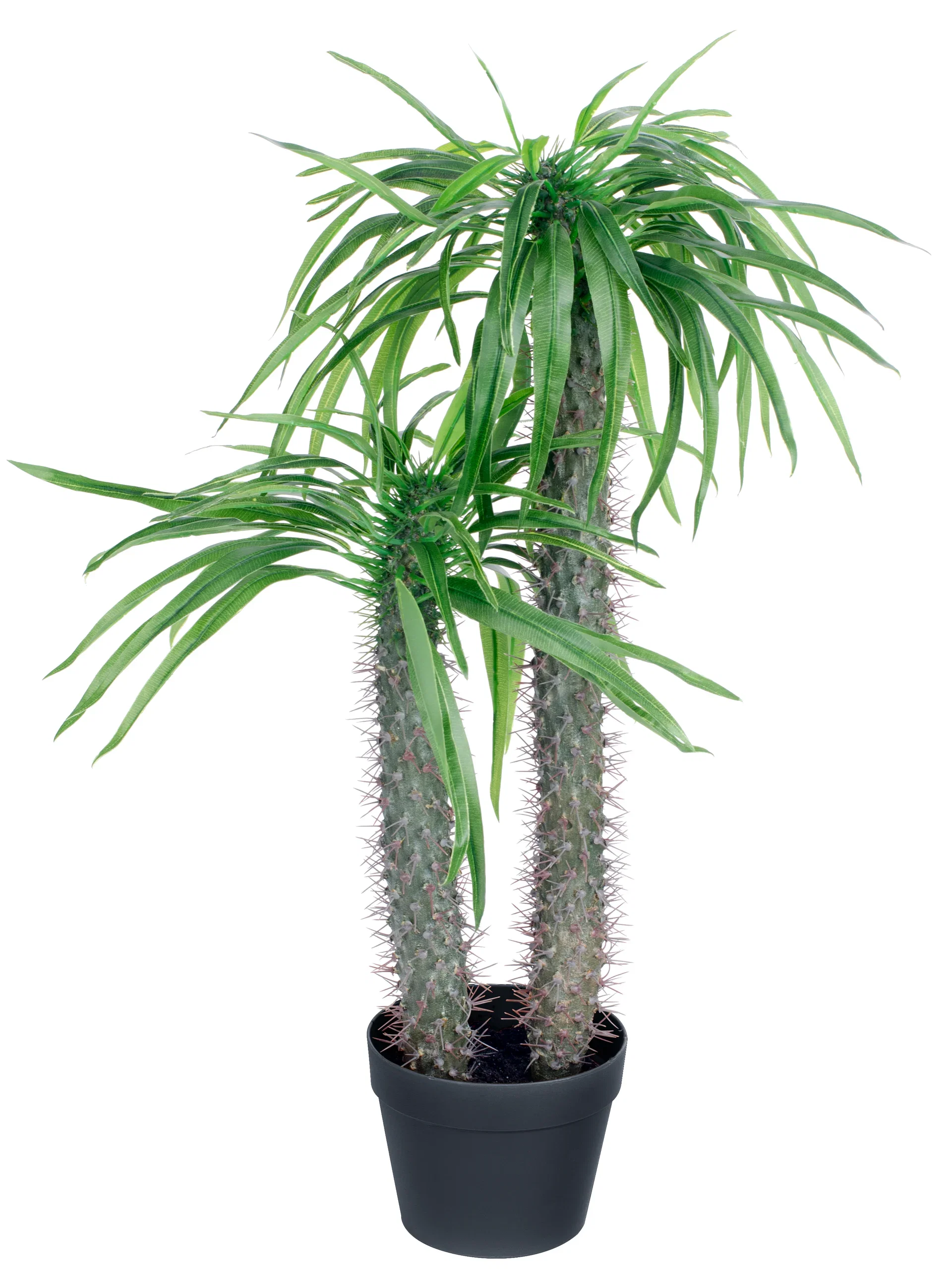 Madagaskarpalme kunstig Høyde 79 cm