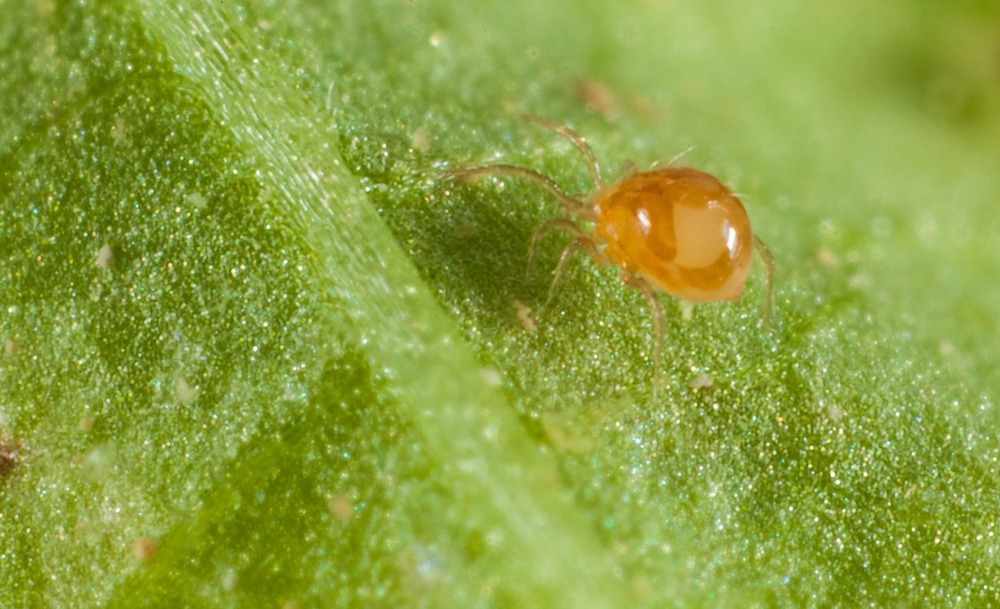 500 acariens phytoseiulus