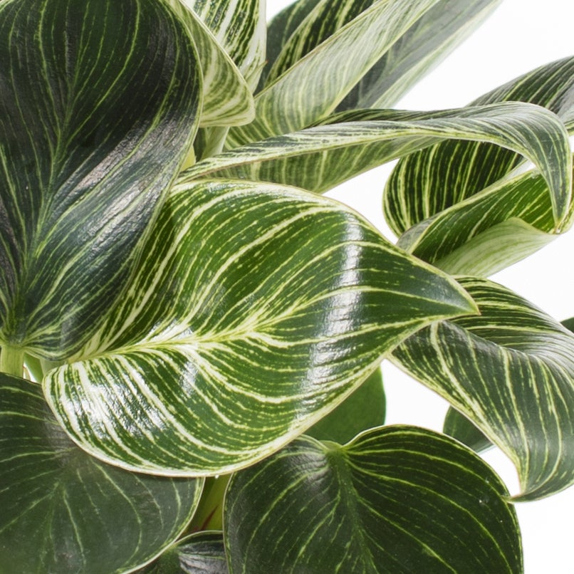 Philodendron (Philodendron 'White Measure') D 11 H 30 cm