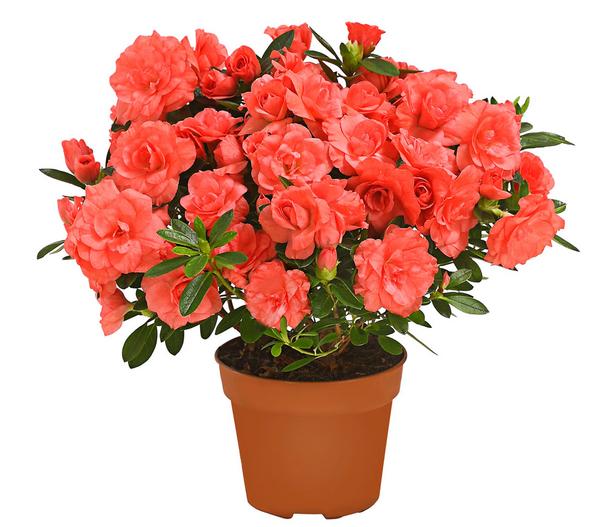 Zimmerazalee - Rhododendron simsii 'Rosalea'