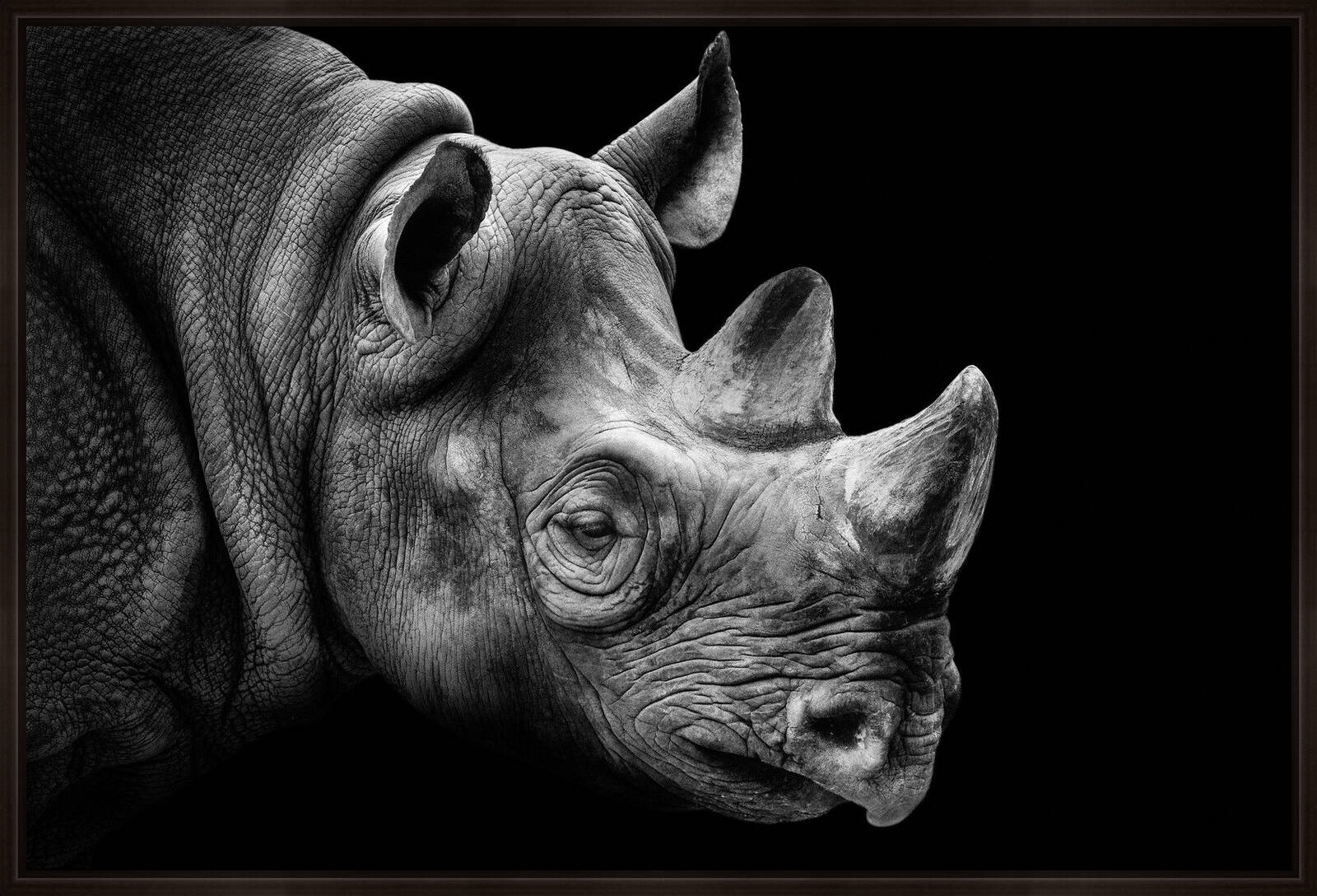 Rhino Portrait by Wolf Ademeit - Limited Edition. Edition of: 100. Signed.