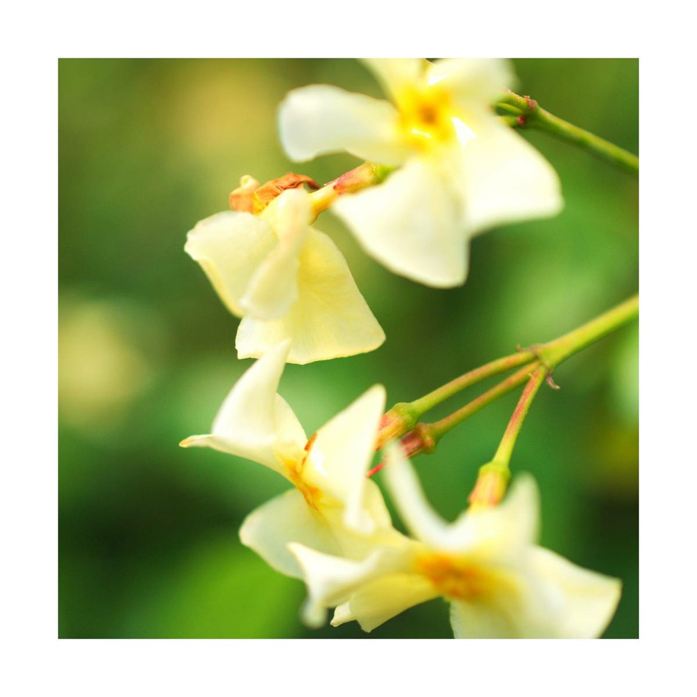 Jasmin étoilé jasminoïdes star of toscane® 'selbra'/trachelospermum jasminoïdes star of toscane® 'selbra'[-]pot de 1,8l