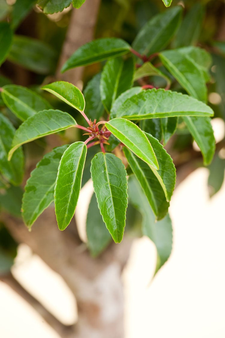 Portugese Laurier (Prunus lusitanica) D 30 H 120 cm