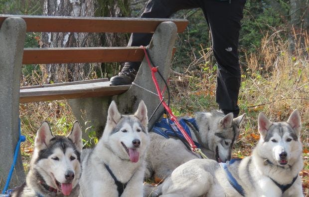 Husky-Trekking in Bad Herrenalb als Geschenkidee