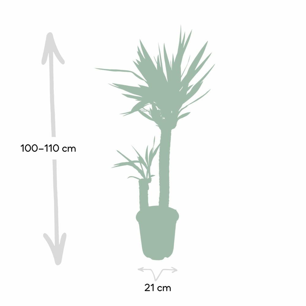 Plante d'intérieur - yucca xl h100.0cm 100.0cm
