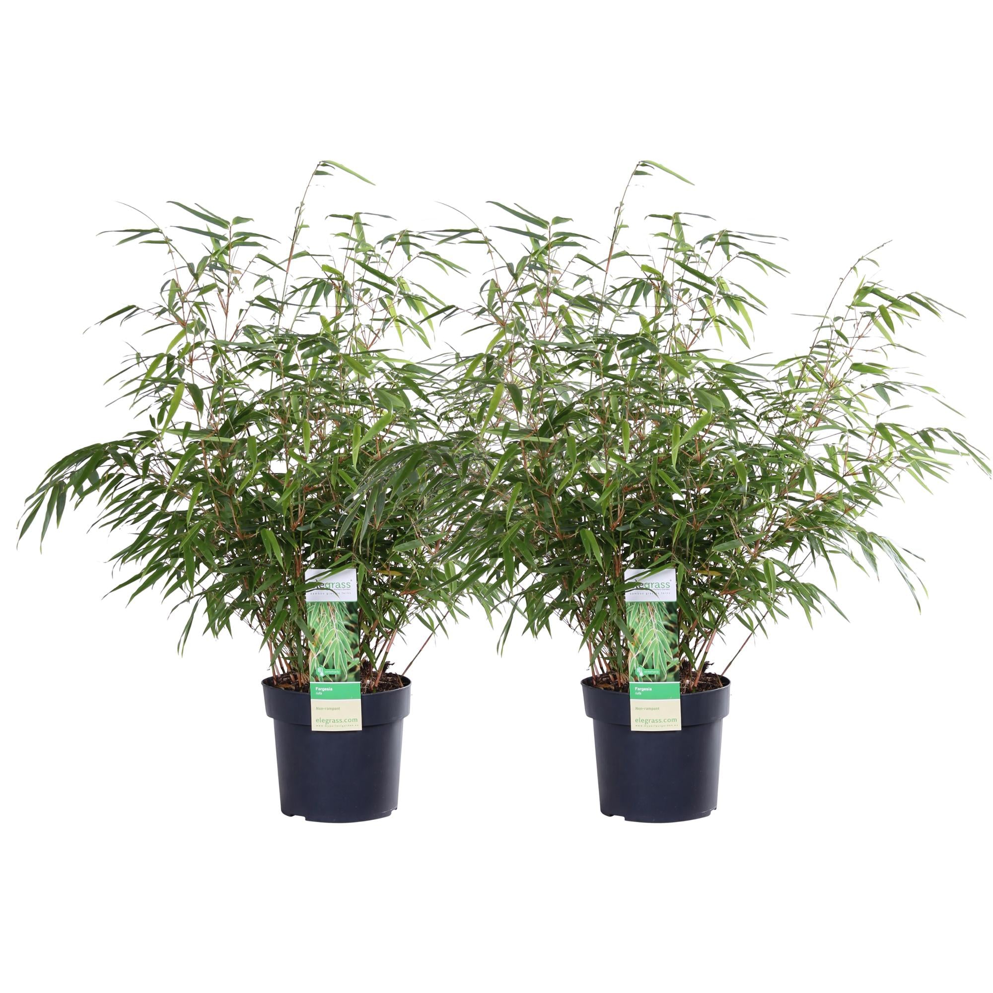 Fargesia rufa - lot de 2