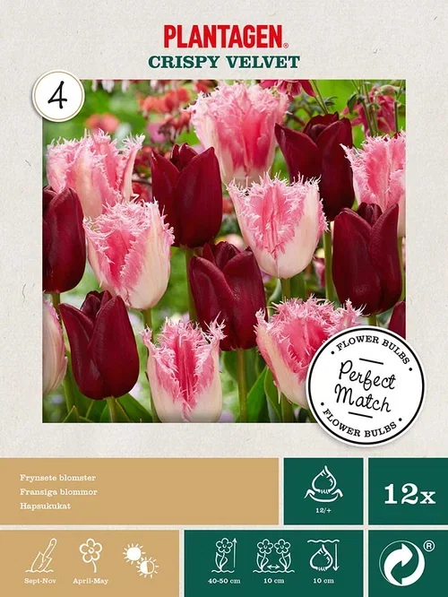 Tulipa Tulipanmiks Crispy Velvet