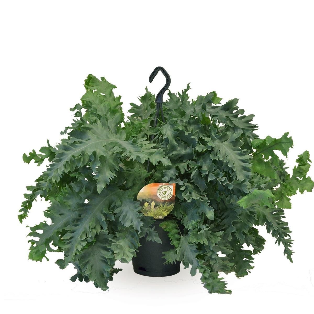 Plante d'intérieur - phlebodium davana 40.0cm