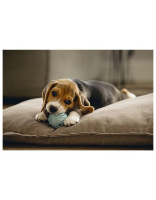 Beeztees Puppy Rubber Dental Bal 5x5x5 cm - Hondenspeelgoed