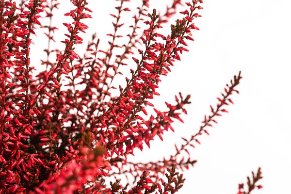 Knospenheide, gefärbt, verschiedene Farben