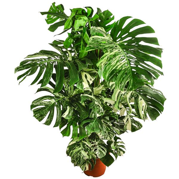 XXL Fensterblatt - Monstera deliciosa