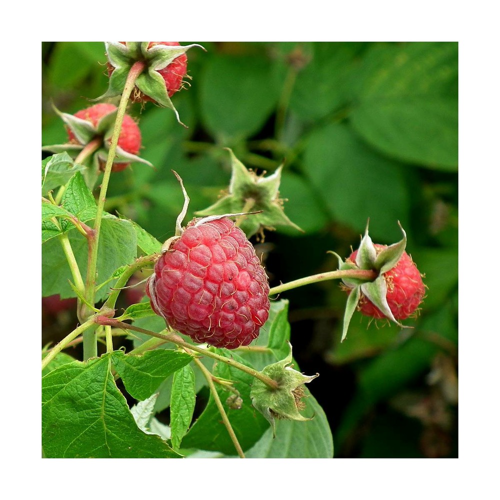 Framboisier idaeus sumo/rubus idaeus sumo[-]pot de 3l - 20/40 cm
