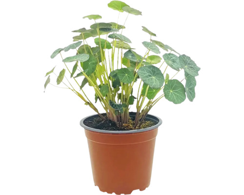 Biologische Oost-Indische kers, laagblijvende variëteit, FloraSelf Bio Tropaeolum minus, pot Ø 12 cm