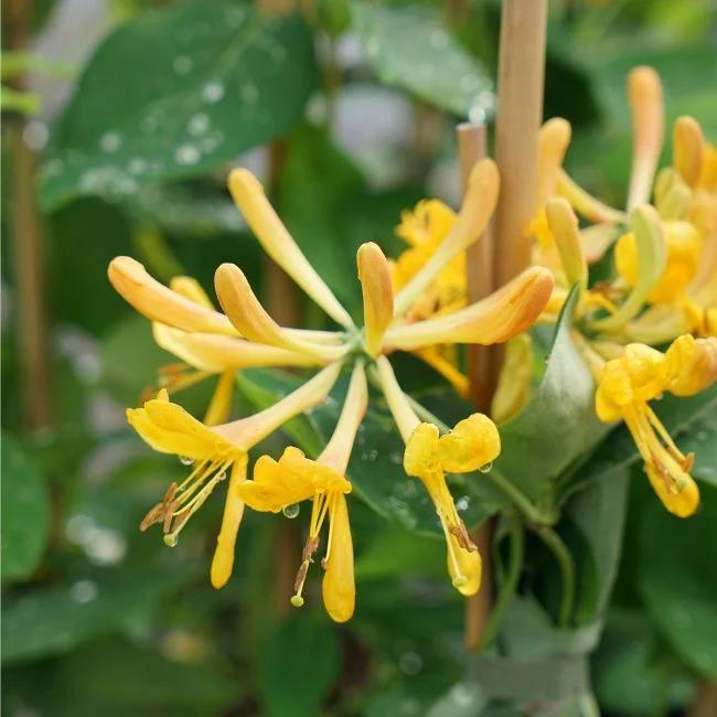 Chèvrefeuille de tellmann - lonicera tellmaniana 3l