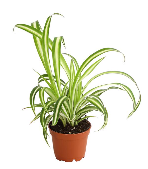 Grünlilie - Chlorophytum comosum