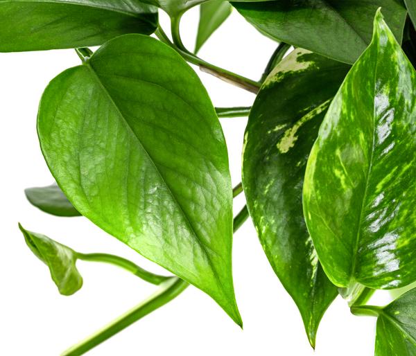 Efeutute - Epipremnum aureum