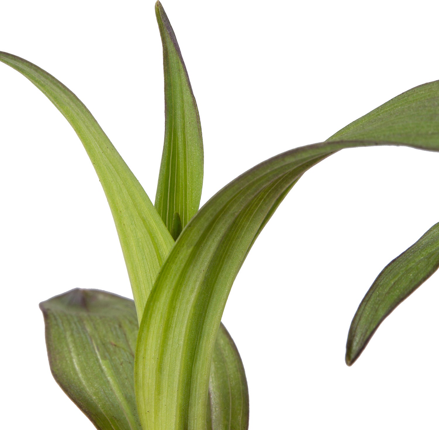 Moeraswespenorchis (Epipactis palustris) D 9 H 20 cm