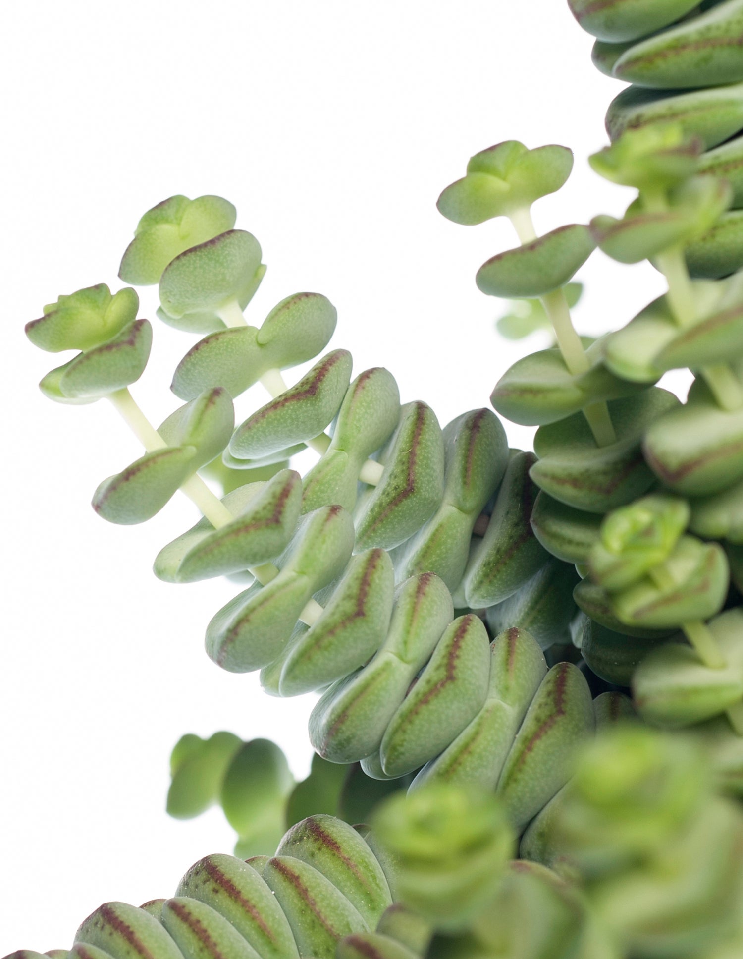 Crassula in hangpot (Crassula marnieriana 'Hottentot') D 14 H 30 cm