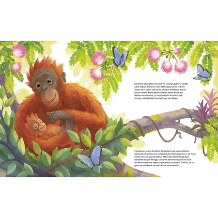 Magellan Verlag Der kleine Orang-Utan - Zu Hause im Regenwald