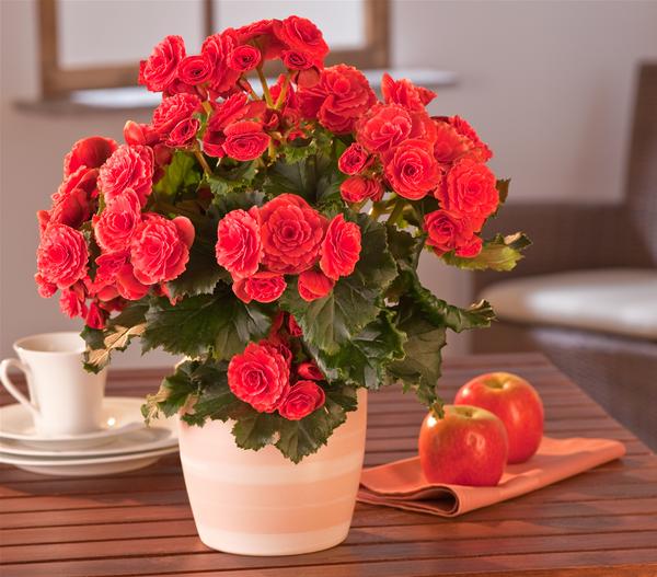 Elatior-Begonie - Begonia elatior 'Borias®'