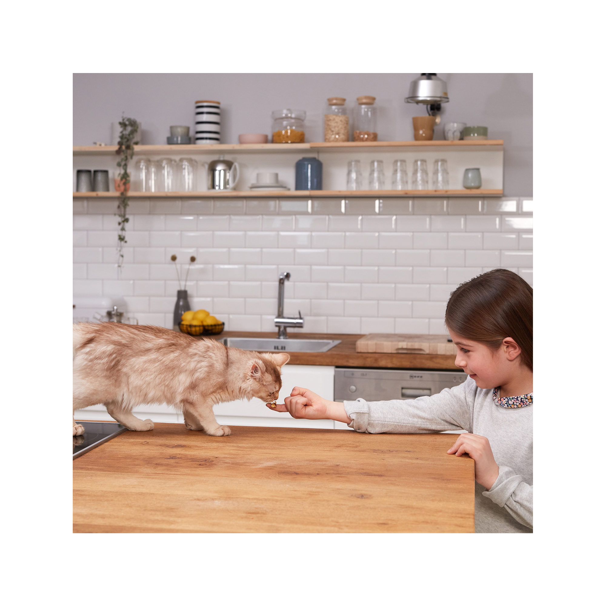 GimCat Yoghurt