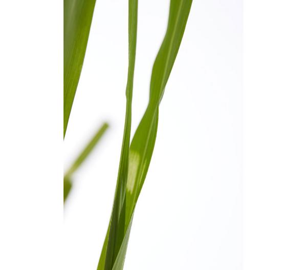 Stachelschweingras 'Strictus'