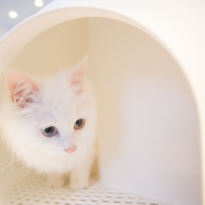 L'Igloo